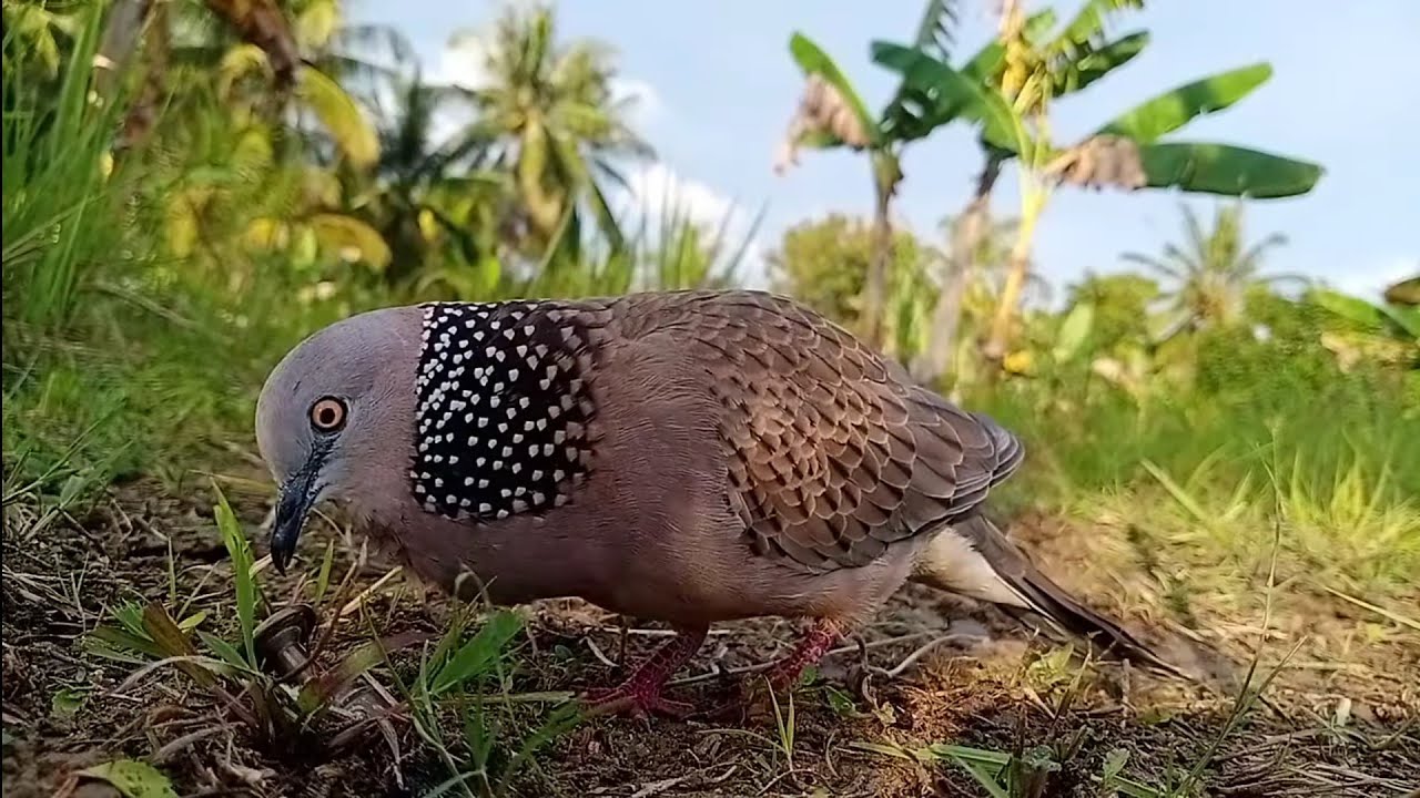 Pikat Tekukur Pujuk Super Karen Terbaru full !! Terkukur pujuk angguk lebat..  con chim tốt nhất !!