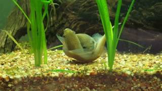 Download Lagu Betta patoti spawning!! Mouthbrooding Betta species