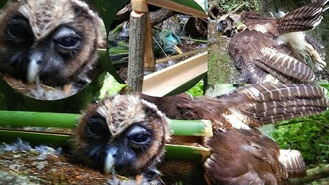 ใส่กับดักนกเค้าสุดยอดมาก cuab noob mag zoo hee