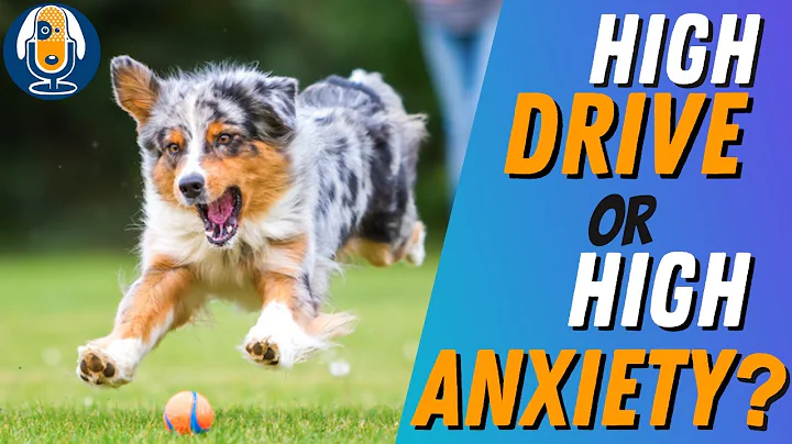 Is Your Over-Aroused Dog Just Over-Faced In Training? #110