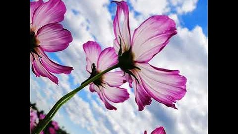 أذكار الصباح _ بصوت القارئ مقداد السامرائي 🌹💞🌲