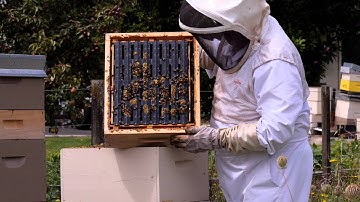Beekeeping Basics with Bruce Clow - Removing Honey Frames and Under Supering