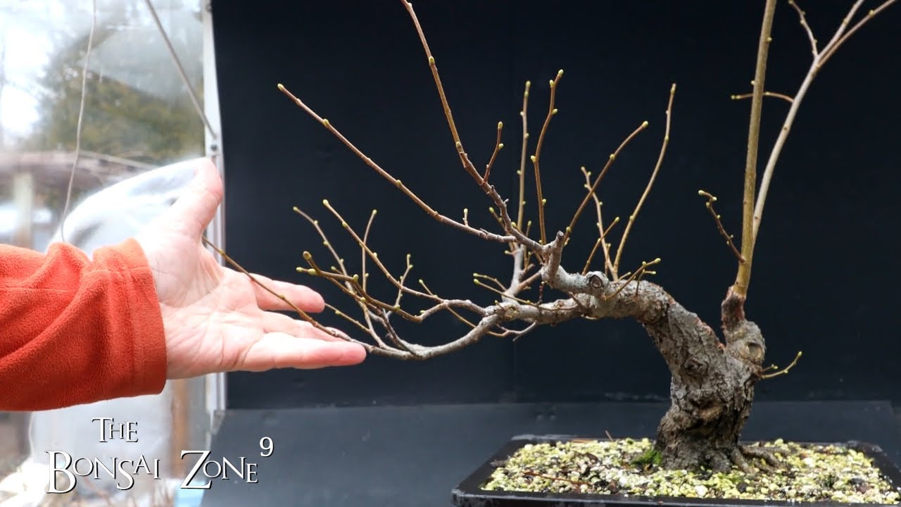 Pruning My Small Leaf Linden, The Bonsai Zone, Dec 2022 YouTube