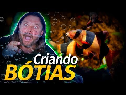 Vídeo: Como Pegar Uma Botia