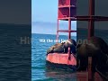 #funny #viral hit the sea lion #foryou #lifeisbutadream #comedy #sea #sea lion #funniestvideo
