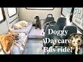 A Day on the Doggy Daycare bus!