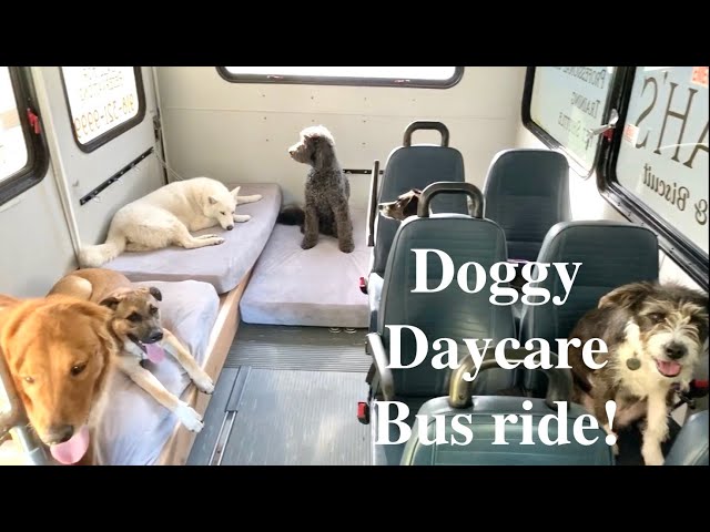 A Day on the Doggy Daycare bus! class=