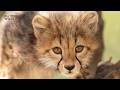 Why Are Cheetahs Endangered? The Global Impact of Their Extinction