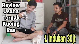 IDE BISNIS | Review Usaha ternak kucing ras Omset 30jt/indukan