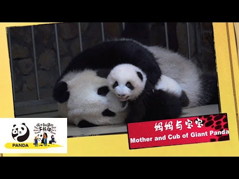 《你不知道的大熊貓》媽媽與寶寶 | iPanda熊貓頻道