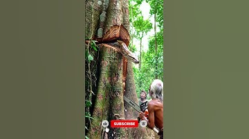 Have you ever seen a giant tree cut with one chainsaw? #woodworking#chainsaw#treecutting