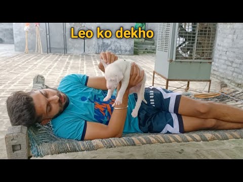 Leo ki aakhen kitni Blue h | Daily morning routine | Village Lifestyle | Gagan OP