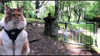 Maine Coon Cat: What Is Behind This Gate?🌳 by The Explorer Cat 5,804 views 3 years ago 2 minutes, 46 seconds