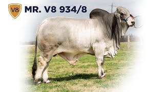 Mr. V8 9348 Brahman Bull Selling In Jones Cattle Company Sale
