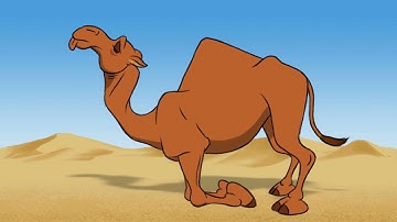 Camel Walk Animation