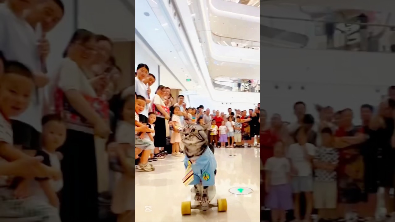 My Cat Celebrity 😳😂❤️‍🩹  #viral #celebritylife #enjoying #ytshorts