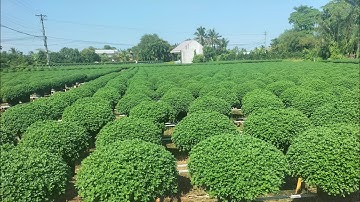 Khu vườn Cúc mâm xôi của chú(7/10) #flowers #hoatet #garden #cucmamxoi #lamvuon #farming #hoatet 