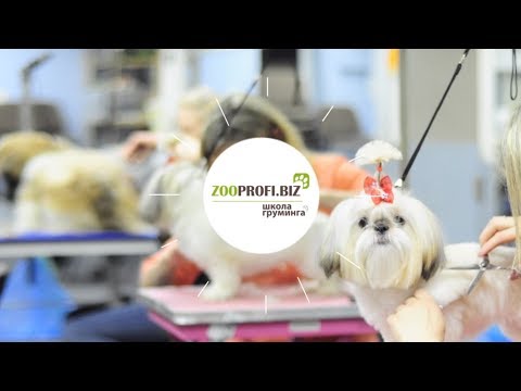 Обучение стрижке собак - Школа груминга ZooProfi