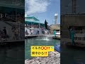 【bottlenose dolphin】イルカの背中から着水!!【イルカ】【dolphin】