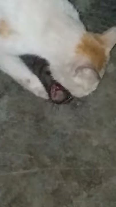 cat-killed-a-rat-2-youtube