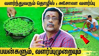 லாபத்தை அள்ளித்தரும் அசோலா வளர்ப்பு தொழில் : Azolla Cultivation Business Mosquito Ferns Asola