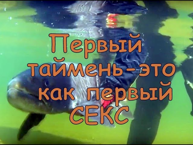 Первый таймень — это как первый секс