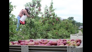10 - october "apple harvest"