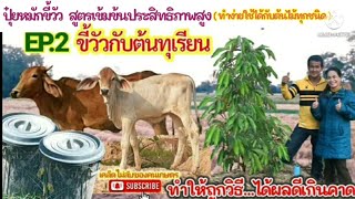 ปุ๋ยหมักขี้วัว สูตรเข้มข้นประสิทธิภาพสูง (ทำง่ายใช้ได้กับต้นไม้ทุกชนิด) EP. 2 ขี้วัวกับทุเรียน