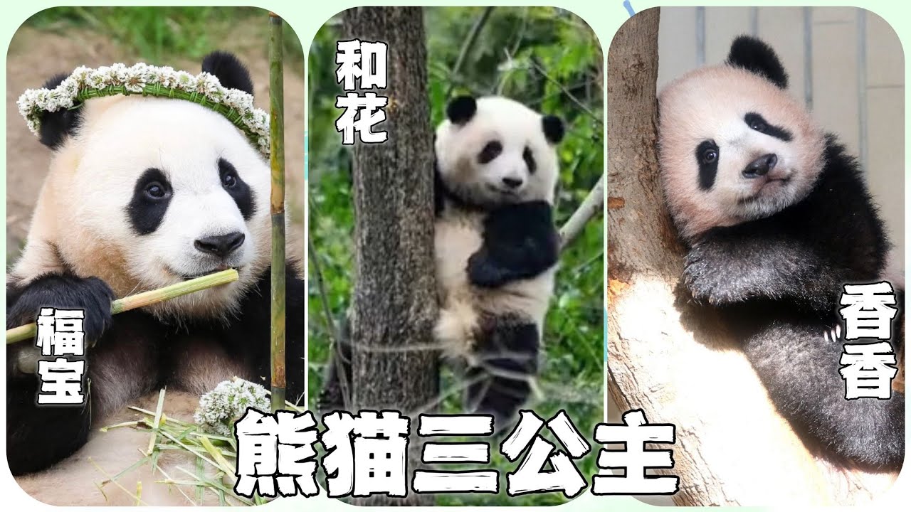 【熊猫三公主的故事】:日本归国的香香公主,韩国财阀公主福宝,四川本土公主和花。公主大比美,你投票给谁?