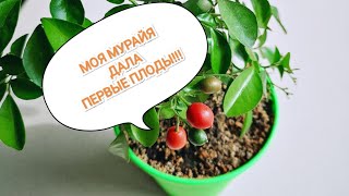 МУРАЙЯ ДАЛА ПЕРВЫЕ ПЛОДЫ)))🍒 + НЕСКОЛЬКО ИНТЕРЕСНЫХ ФАКТОВ