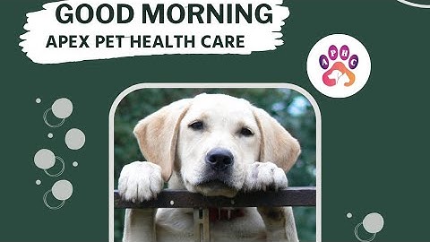 Hello Welcome to APEX PET HEALTH CARE #doglover #animallover #lab #checkup #pets #follow