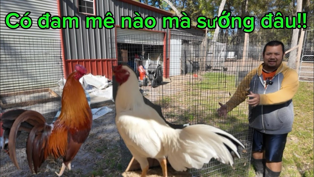 Ráp thêm mấy cái lồng gà và cho em Khét và Ben vào chuồng đổ