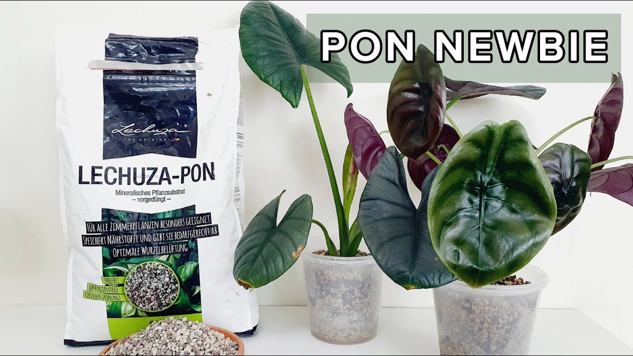 My Lechuza Pon Experience  Conversion from Soil to Pon 