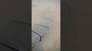 Монстр глубины был пойман #рыбалка #fishing #feeder