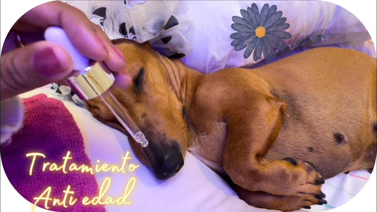 ASMR | 💆🏻‍♀️🐶 RUTINA DE SKINCARE ANTI EDAD | ANTIAGING SKINCARE RUTINE ❤️