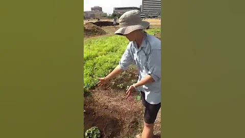 Phoenix Urban Research Farm workday on July 2, 2013