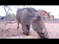 razas de cerdo facoquero “Los mejores cortes de carne de ny! Las mejores razas de cerdo