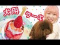 【簡単レシピ】犬用ケーキ作ってみた♡!!〜トイプードルもじゃ、1歳のお誕生日♡〜