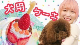 【簡単レシピ】犬用ケーキ作ってみた♡!!〜トイプードルもじゃ、1歳のお誕生日♡〜