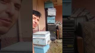 Arılarla günlüğüm Mevlüt ispir