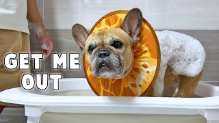My Dog Hasn’t Had A Bath For 5 Months