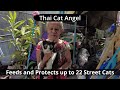 Cat angel from pattaya thailand feeds and protects up to 22 street cats