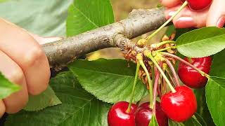 How to pick cherries