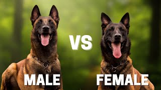 Male Vs Female Belgian Malinois : 10 Differences Between Them by Animal Insider + 1,922 views 3 weeks ago 11 minutes, 8 seconds