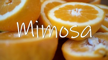 Mimosa