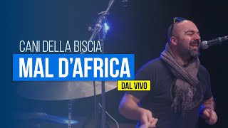 CANI DELLA BISCIA -  Mal d'Africa (DAL VIVO)