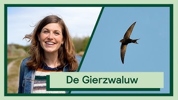 De Gierzwaluw | Uitvogelen met Camilla