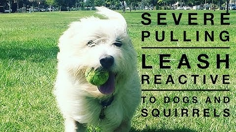 Transformation Before and After of Winnie, leash reactive