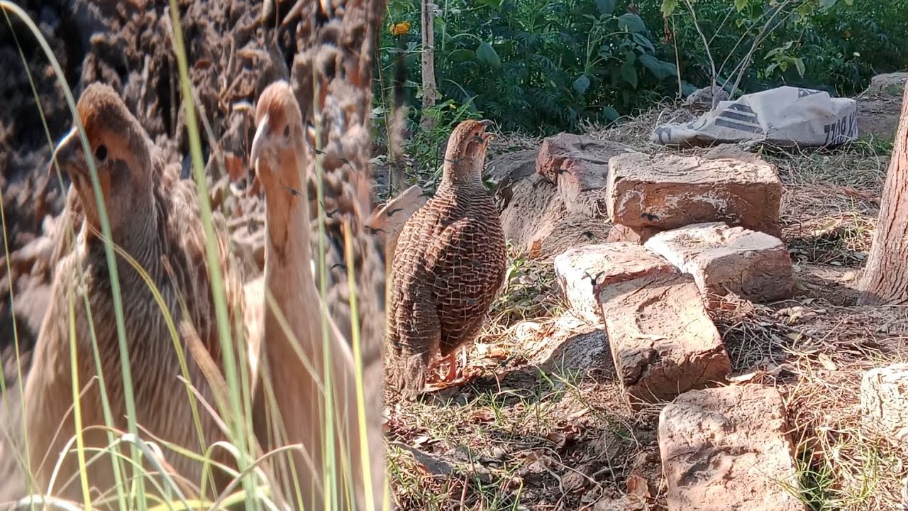 Dakhni teetar female is aggressive