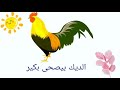 الديك بيصحى بكير صياح الديك 
